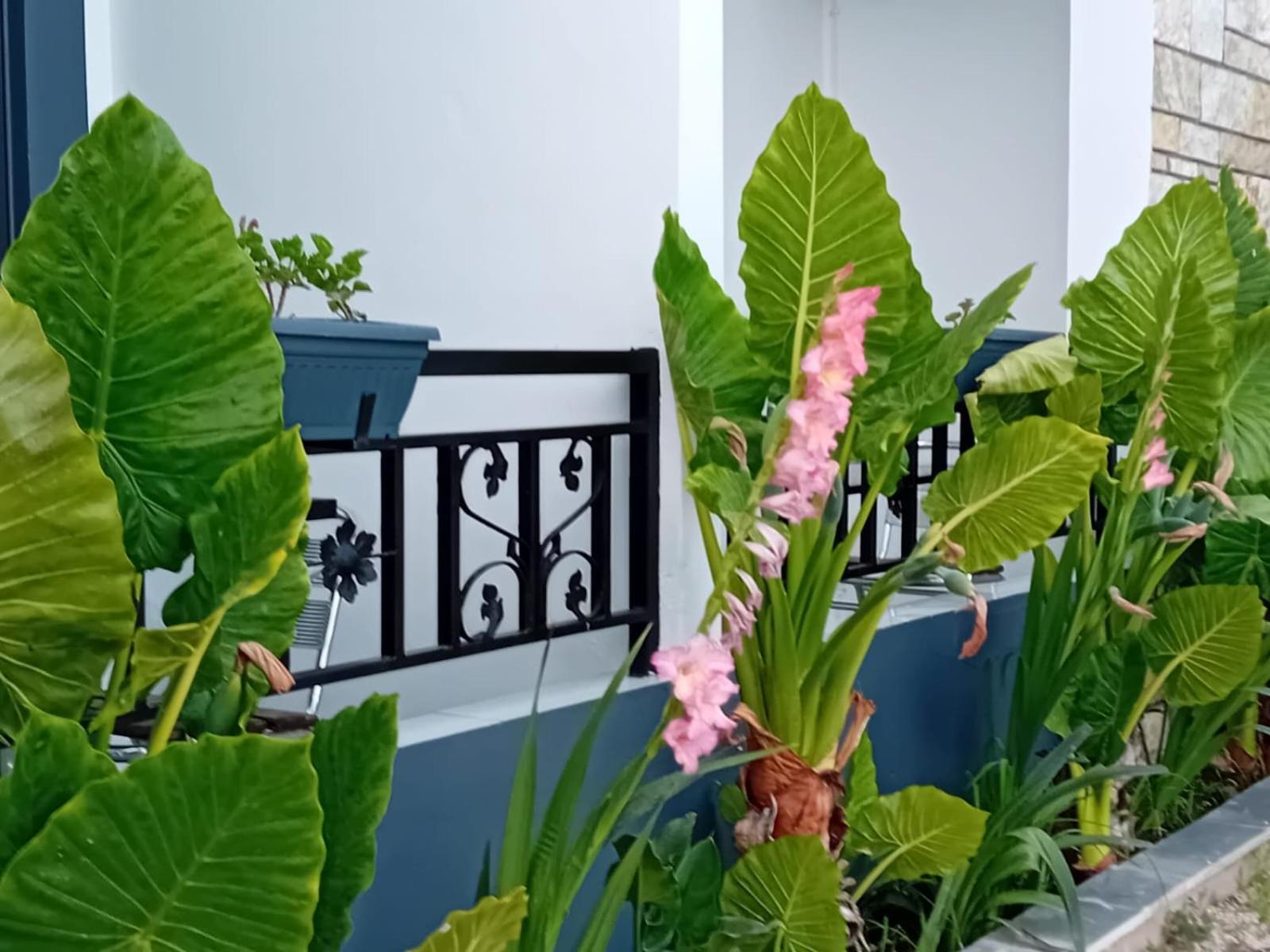 Villa Allkushi Σαράντα Εξωτερικό φωτογραφία